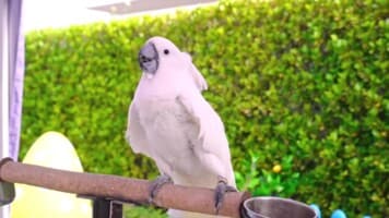 اُلیور،روما و دیانا