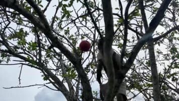 ممیمون کوچولو ی باهوش