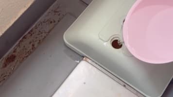 زندگی در ژاپن با لوسی