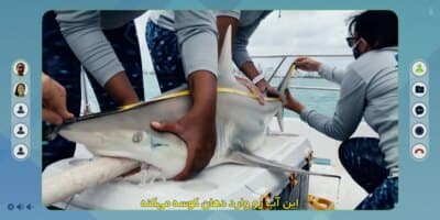 جین