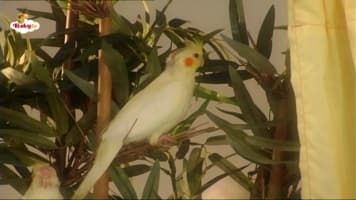 بچه ها و حیوانات ( طوطی ها )