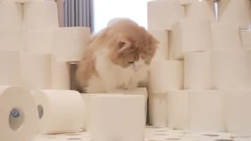 مسابقه گربه ها ( تلااش برای نشکستن )