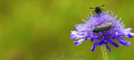 مزرعه کلارکسون